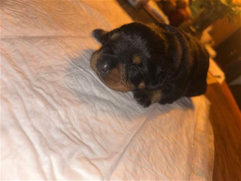 Rottweiler Welpen