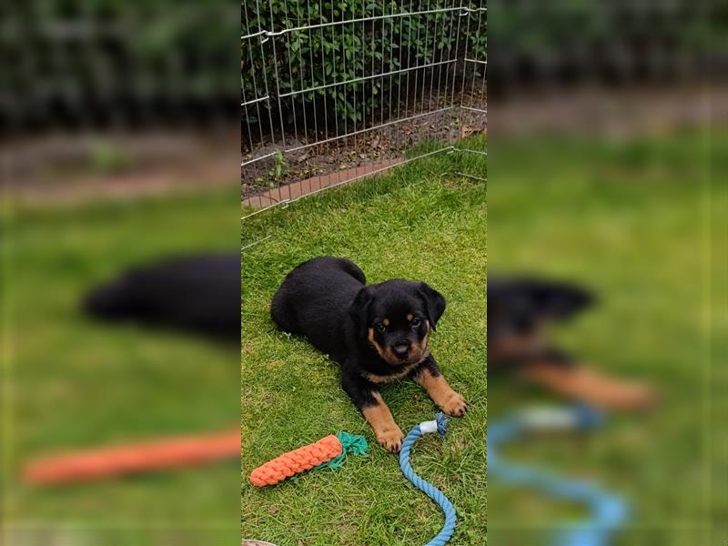 Rottweilerwelpen