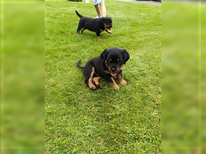 Rottweilerwelpen