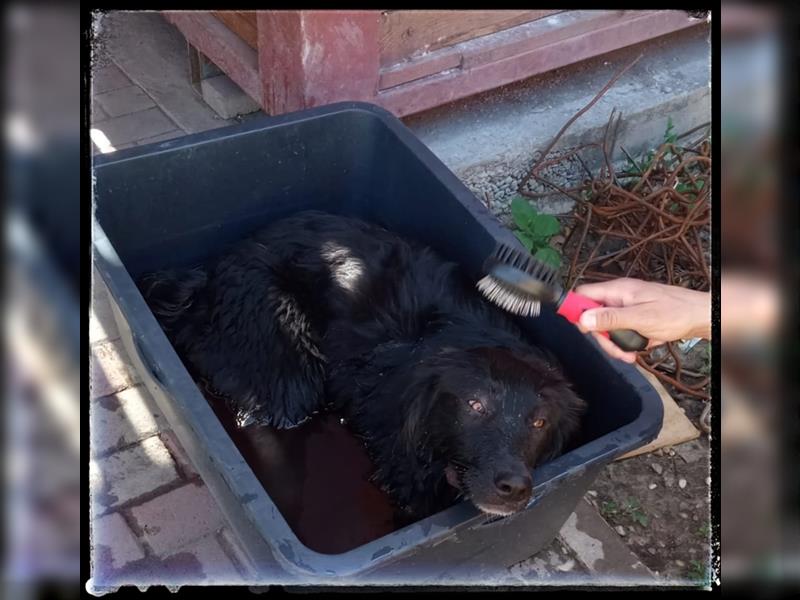 Snickers - verschmuster Herdi-Mix wartet auf ein passendes Zuhause