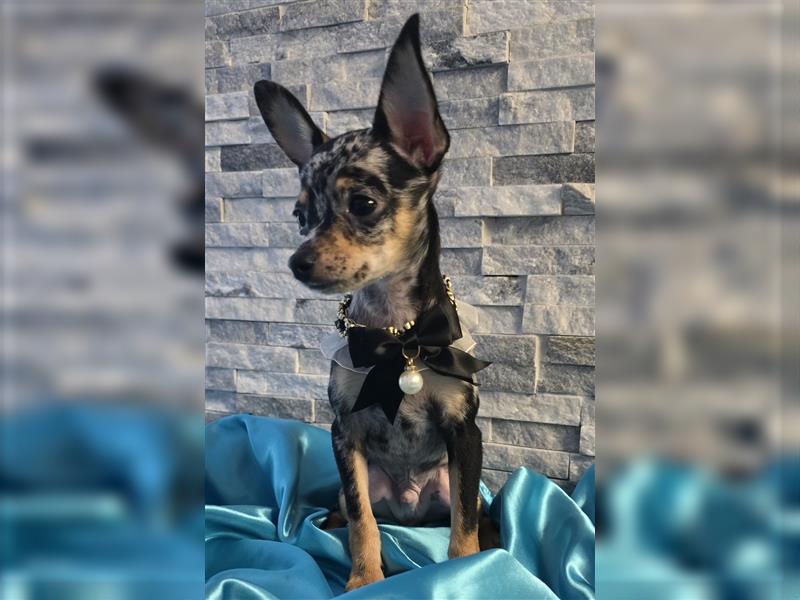 Exklusiv.  Reinrassige Toy-terrier marmor