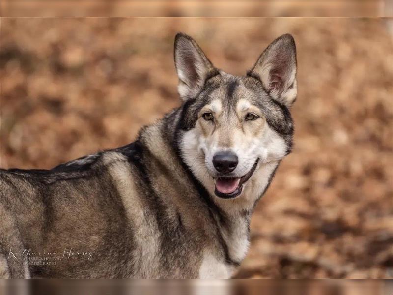 Saarloos Wolfhunde Welpen