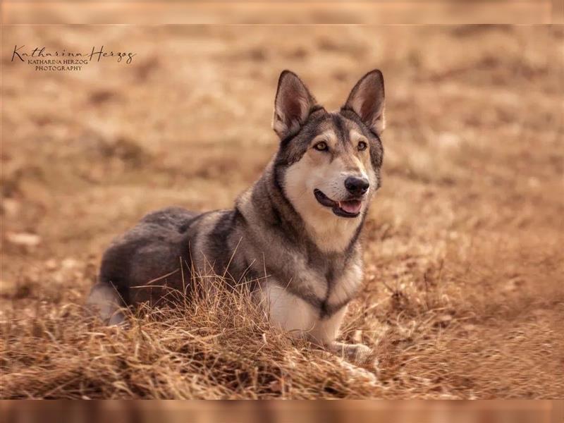 Saarloos Wolfhunde Welpen