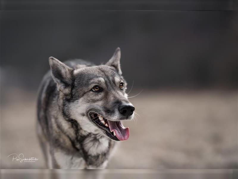 Saarloos Wolfhunde Welpen