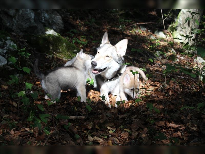 Saarloos Wolfhunde Welpen