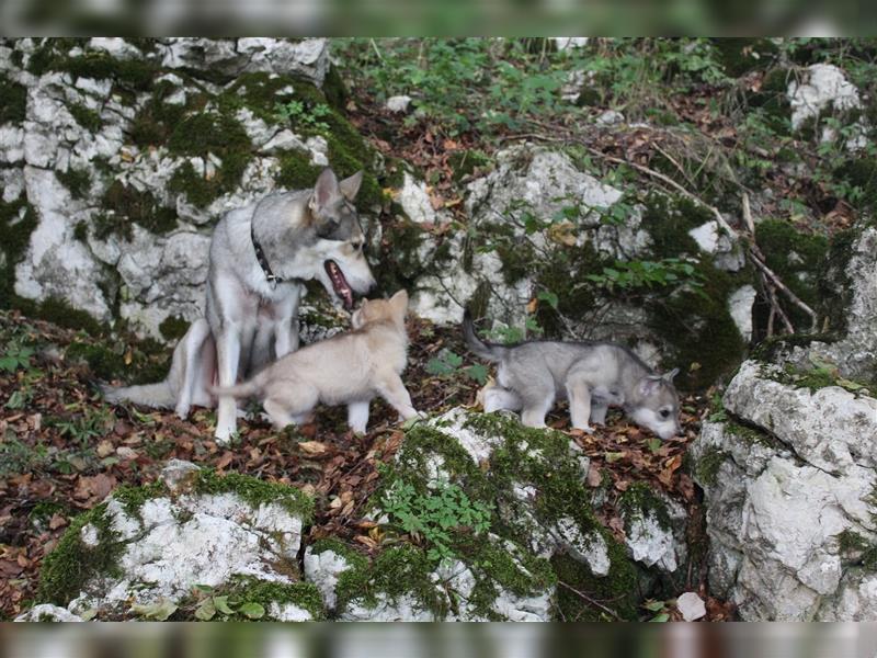 Saarloos Wolfhunde Welpen