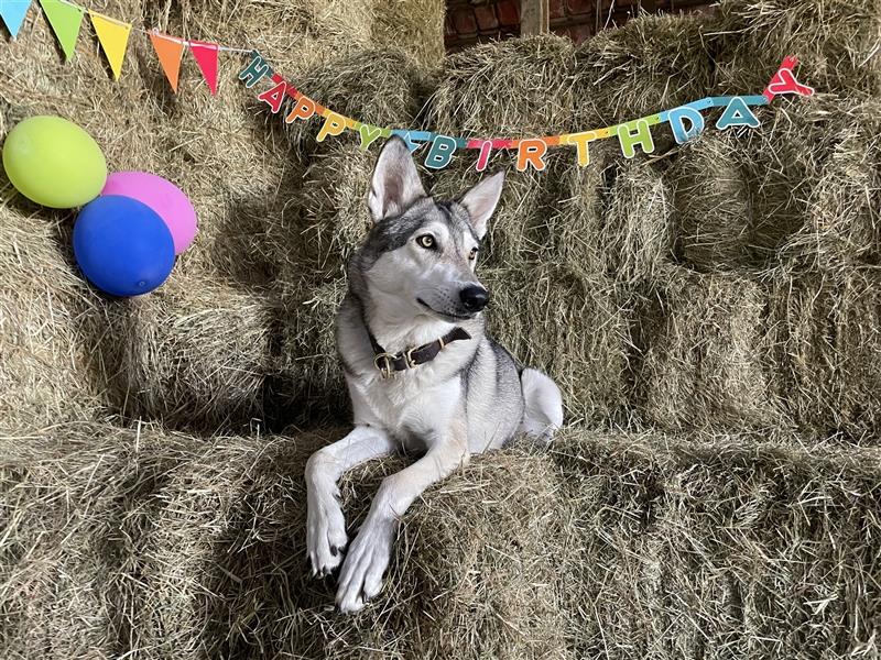 Saarloos Wolfhunde Welpen