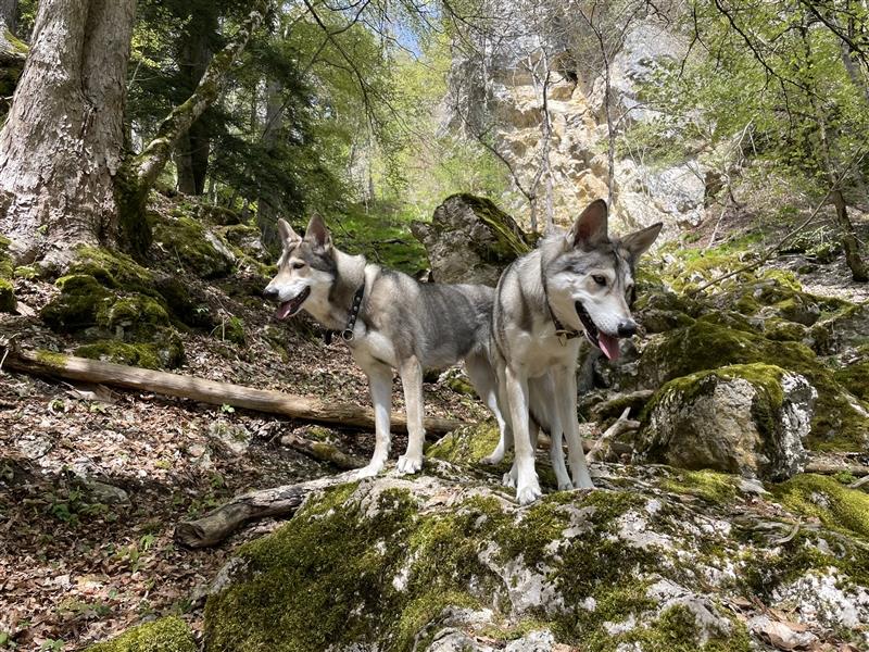 Saarloos Wolfhunde Welpen