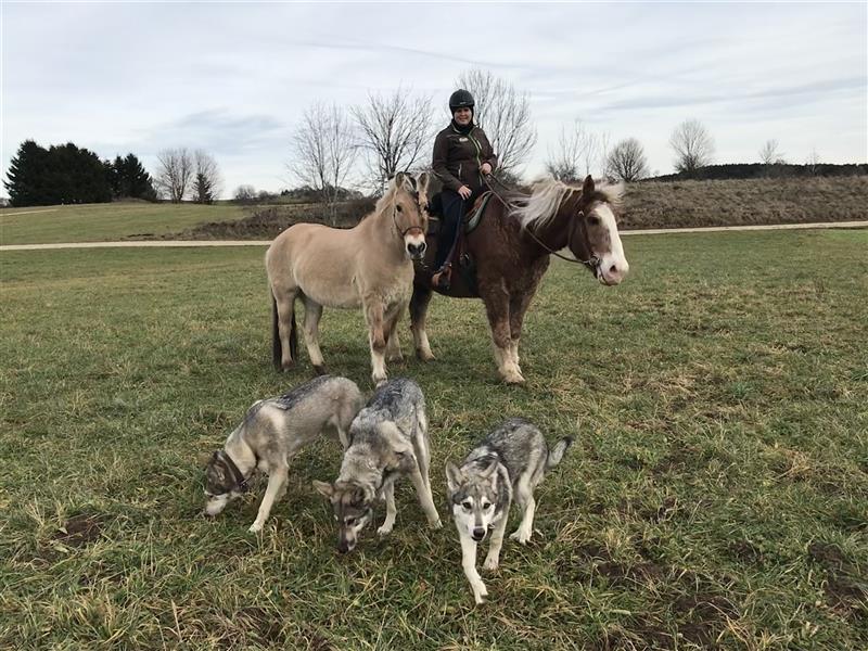 Saarloos Wolfhunde Welpen