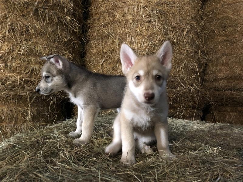 Saarloos Wolfhunde Welpen