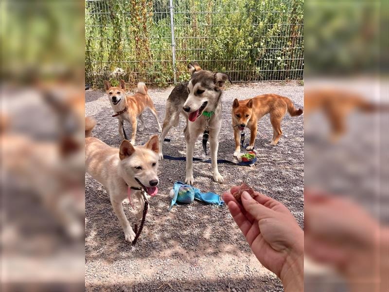 Lassen Sie das Eis von Nizhoni für immer brechen?