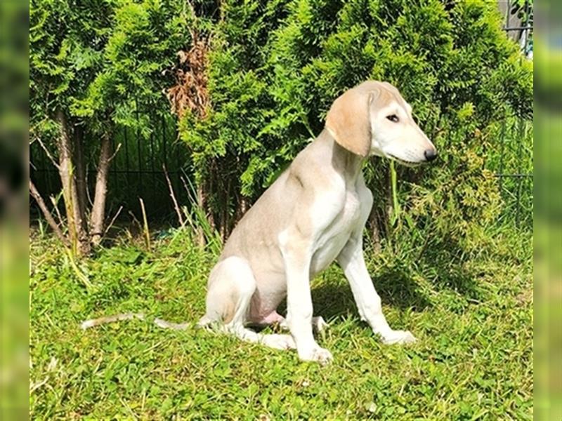 2 Saluki Welpen Rüden