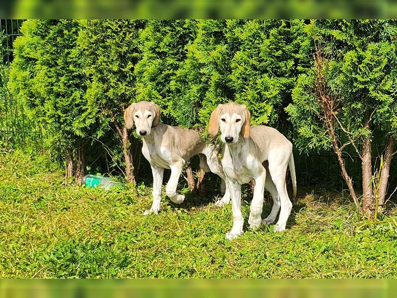 2 Saluki Welpen Rüden