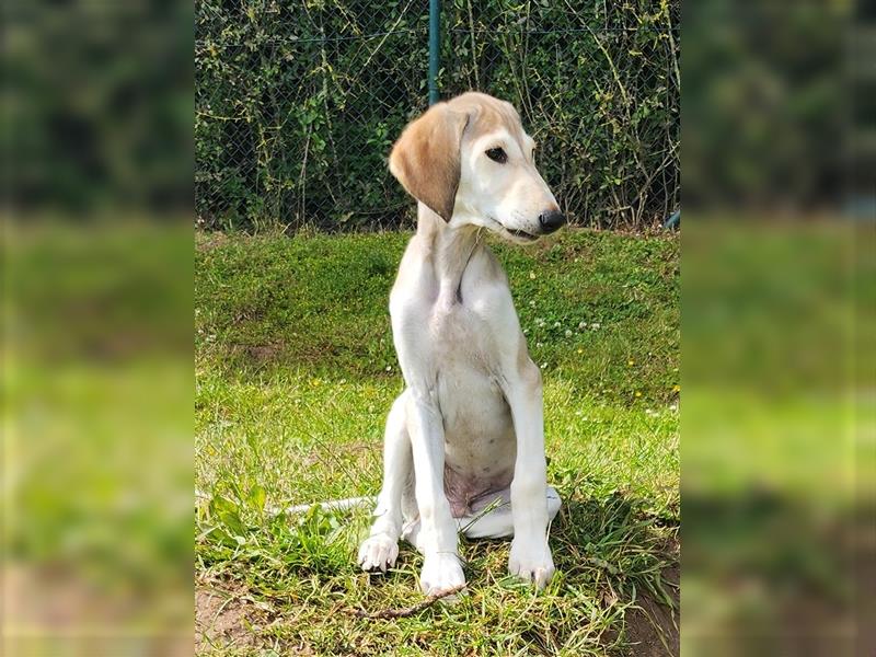 2 Saluki Welpen Rüden