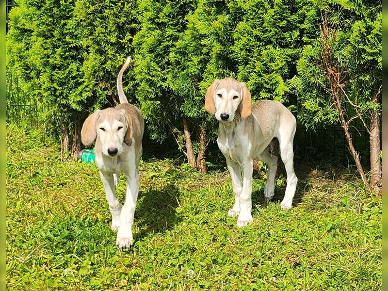 2 Saluki Welpen Rüden