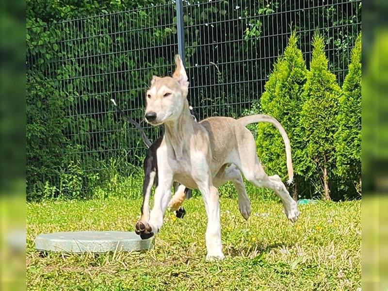 2 Saluki Welpen Rüden