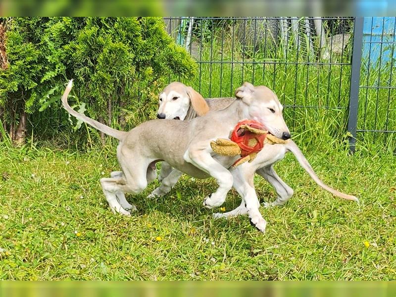 2 Saluki Welpen Rüden