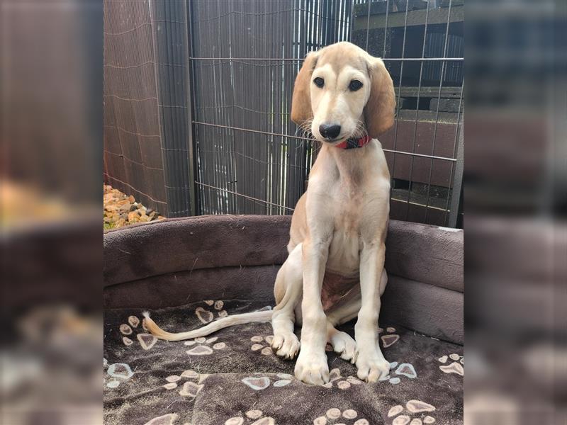 2 Saluki Welpen Rüden