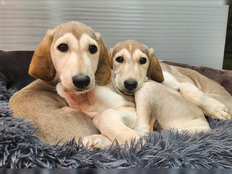 2 Saluki Welpen Rüden