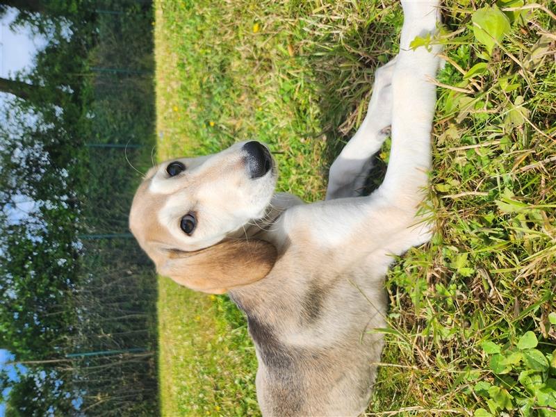 2 Saluki Welpen Rüden