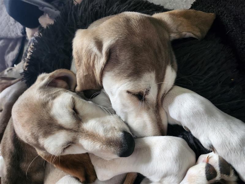 2 Saluki Welpen Rüden