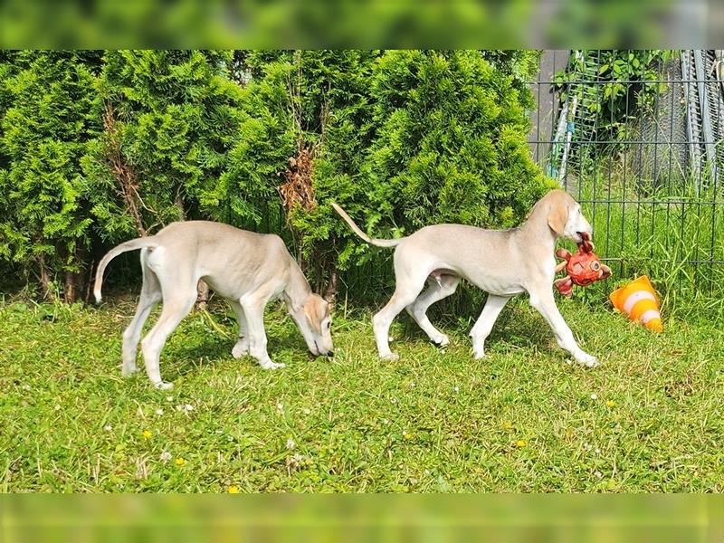 2 Saluki Welpen Rüden