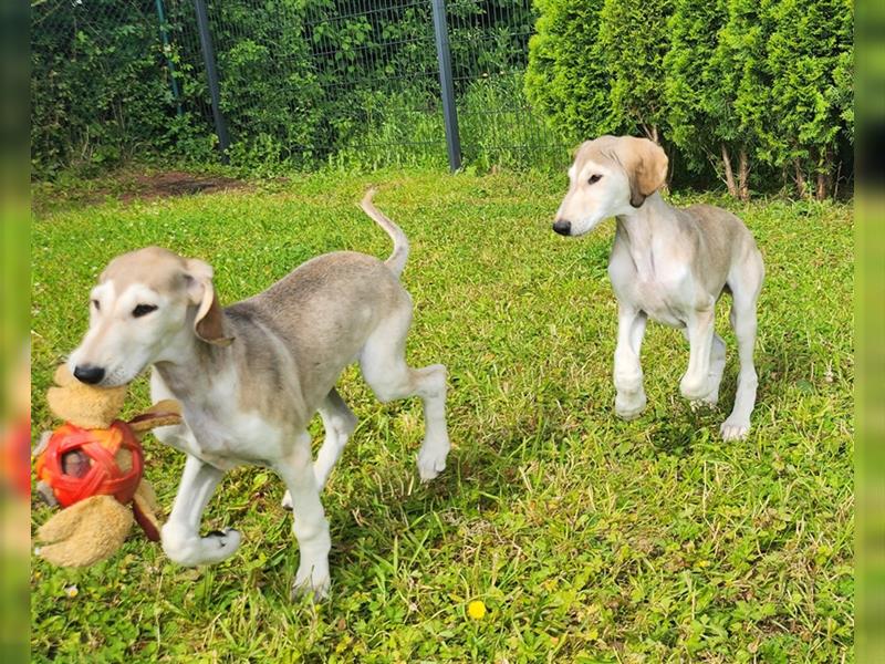 2 Saluki Welpen Rüden