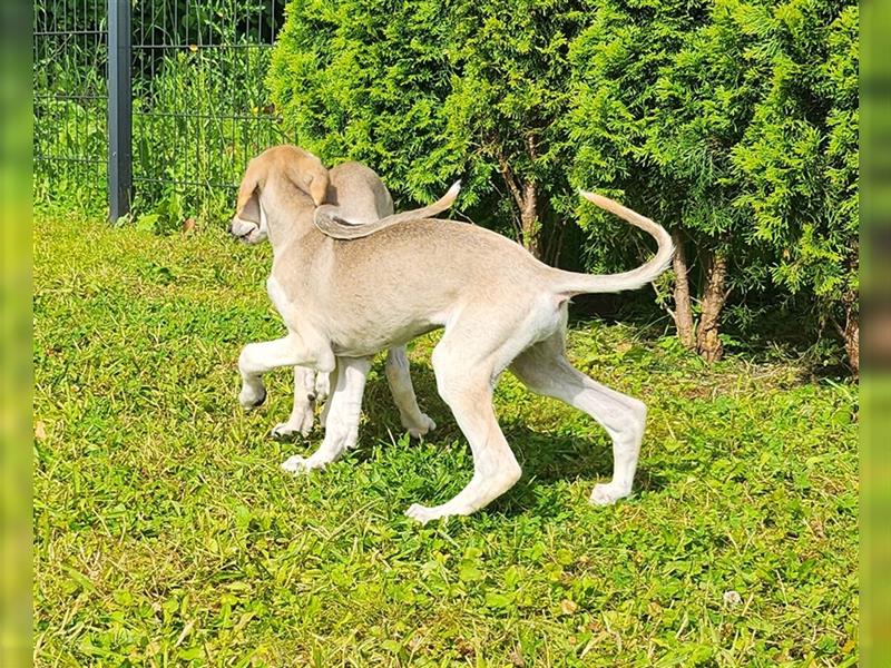 2 Saluki Welpen Rüden