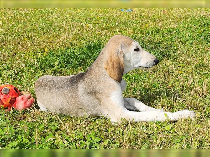 2 Saluki Welpen Rüden