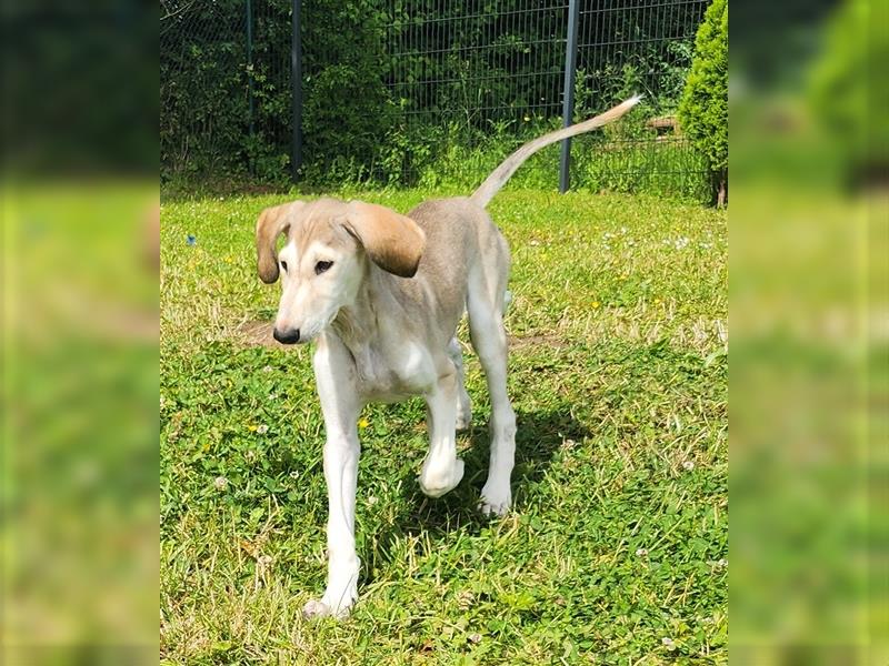 2 Saluki Welpen Rüden