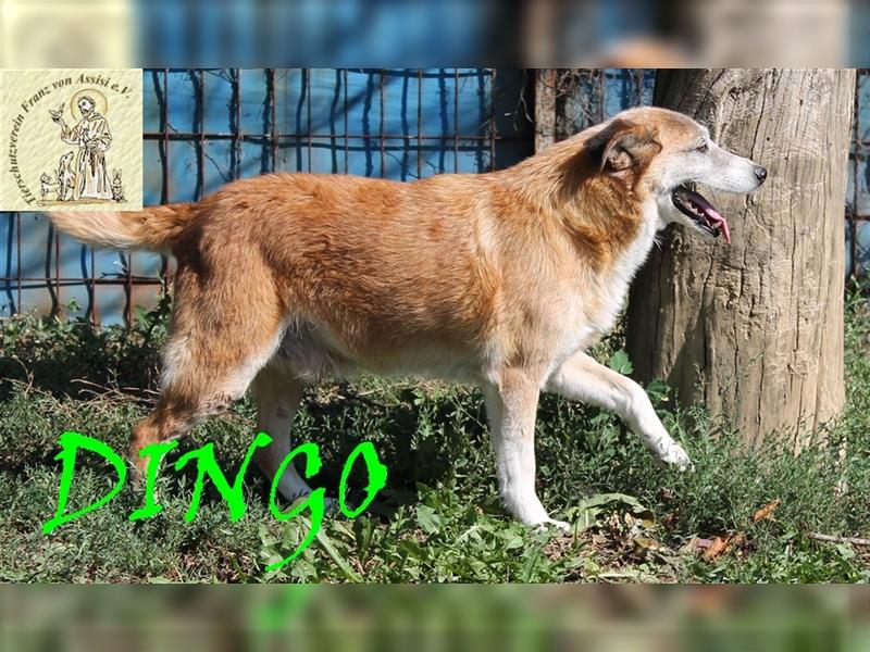 Eigensinniger Dingo