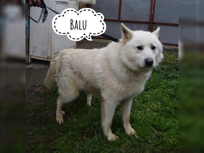 Balu - Schneeflocke