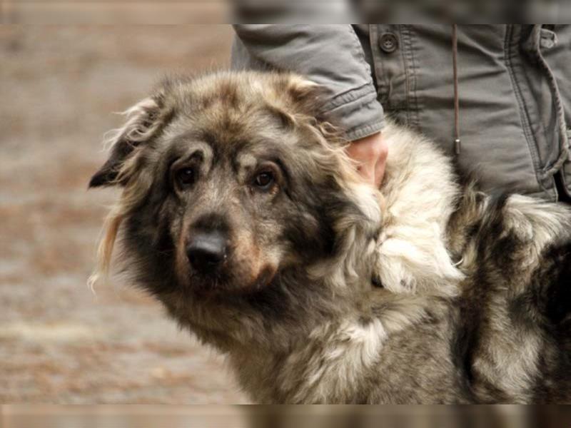 Zira, Sarplaniac - Hündin, geb.2013 - Frauenhund