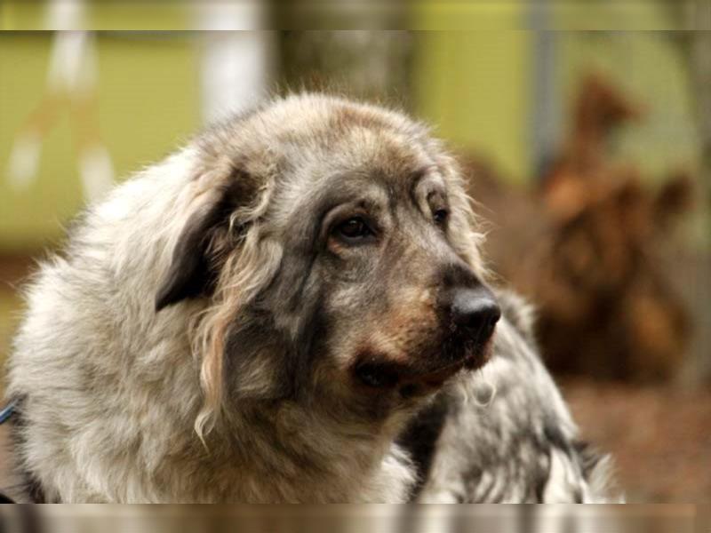 Zira, Sarplaniac - Hündin, geb.2013 - Frauenhund
