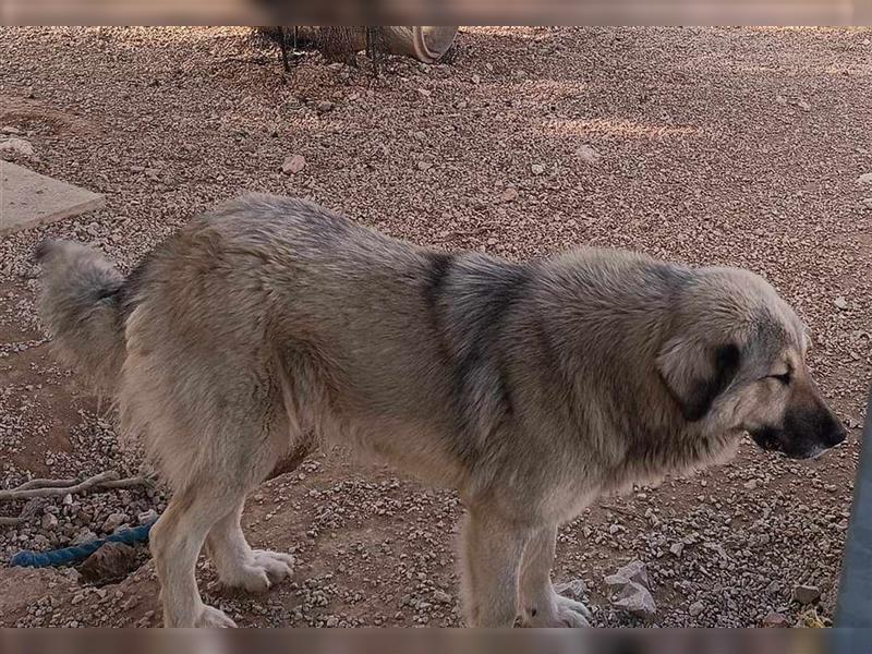 Freundliche Vega sucht ein Herdenschutzhund geeignetes Zuhause