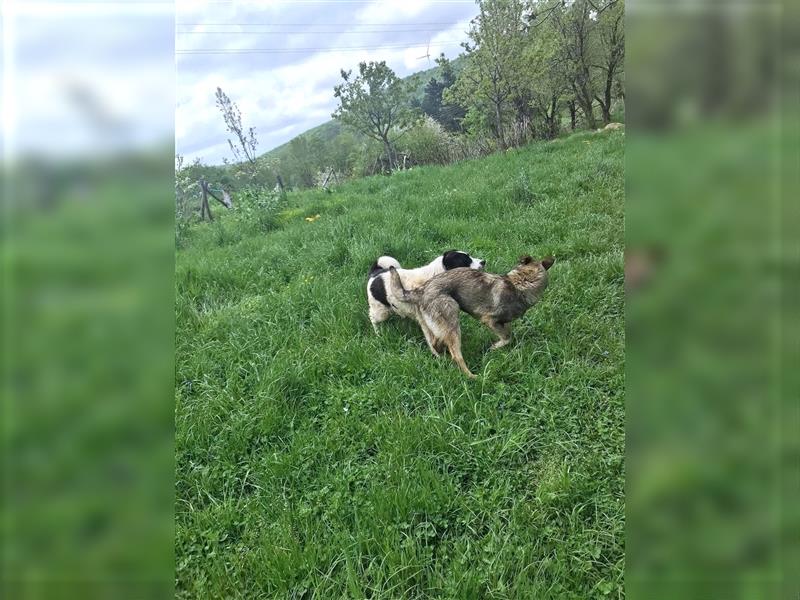 Sarplaninac-Schäfer Mischlings Rüde  Findus (Herden Schutzhund) Sucht ein erfahrenes zuhause