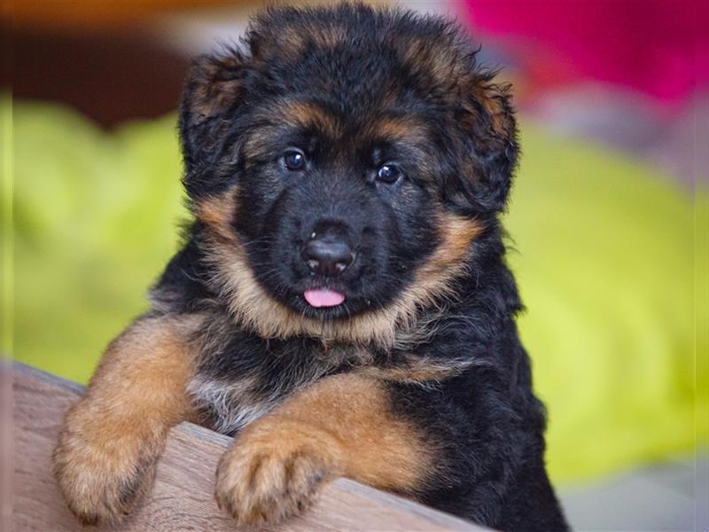 Schäferhund Welpen ( Stock und Langhaar ) mit Ahnentafel