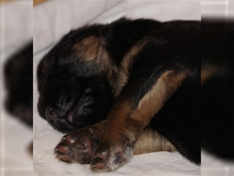 Schäferhund Welpen ( Stock und Langhaar ) mit Ahnentafel