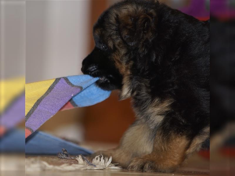 Schäferhund Welpen ( Stock und Langhaar ) mit Ahnentafel