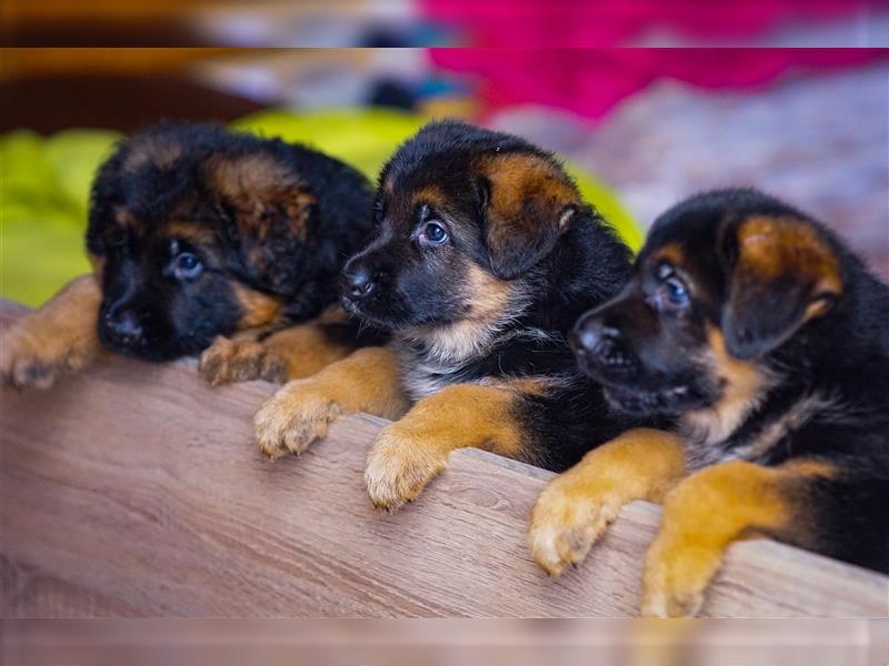 Schäferhund Welpen ( Stock und Langhaar ) mit Ahnentafel