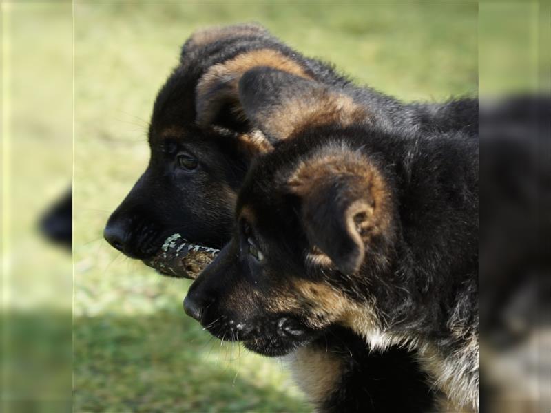 Schäferhund Welpen ( Stock und Langhaar ) mit Ahnentafel