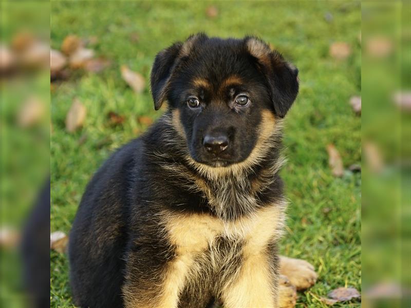 Schäferhund Welpen ( Stock und Langhaar ) mit Ahnentafel