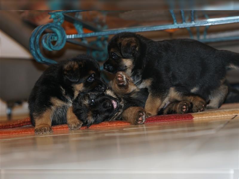 Schäferhund Welpen ( Stock und Langhaar ) mit Ahnentafel