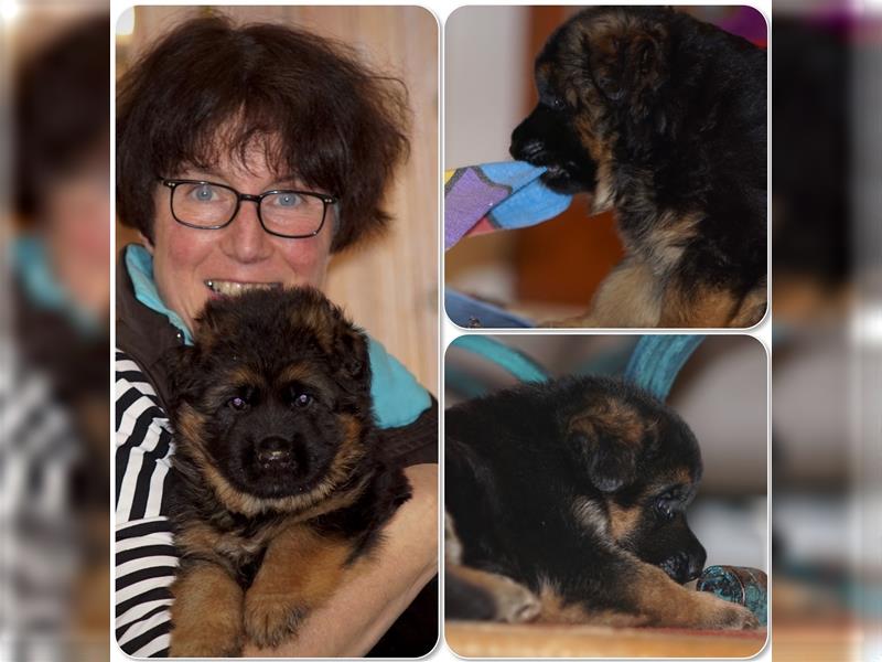 Schäferhund Welpen ( Stock und Langhaar ) mit Ahnentafel