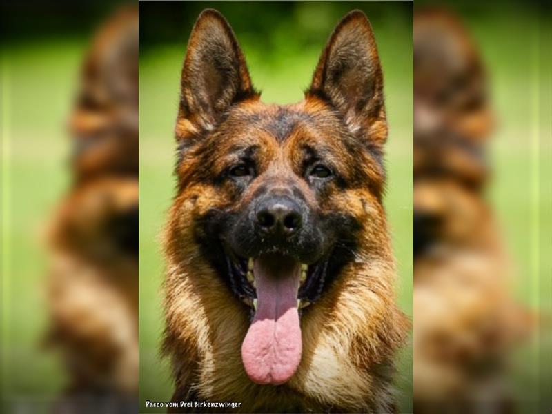 Schäferhund Welpen ( Stock und Langhaar ) mit Ahnentafel