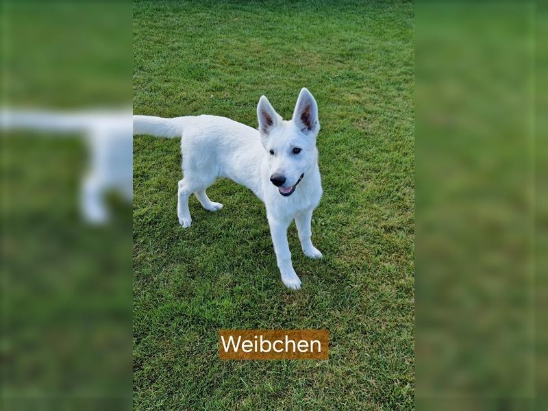 Schäferhund-Mix Welpen * Abgabebereit *