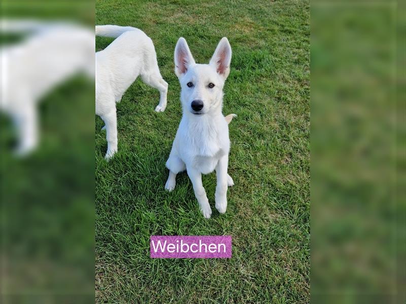 Schäferhund-Mix Welpen * Abgabebereit *