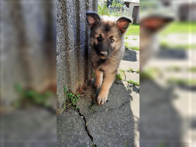 Wolfsspitz / Weißer Schäferhund Mix  Welpen weiblich und männlich