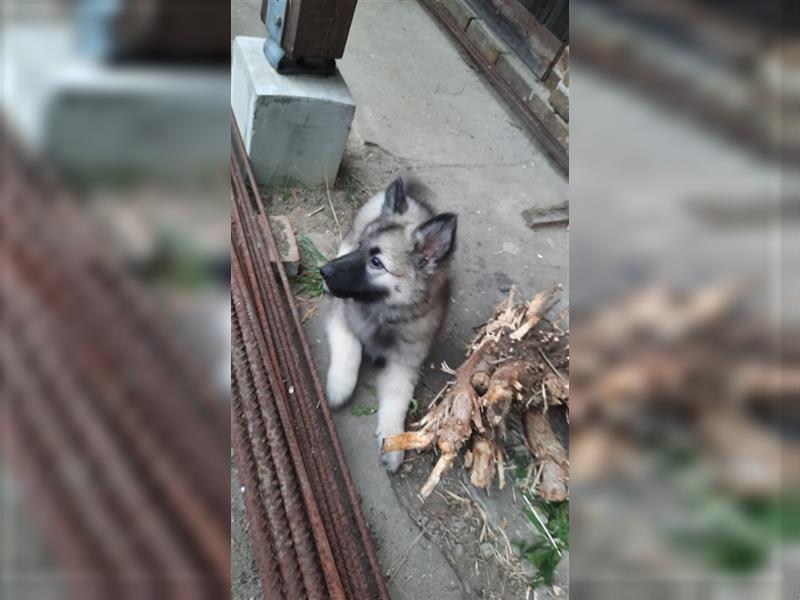 Wolfsspitz / Weißer Schäferhund Mix  Welpen weiblich und männlich