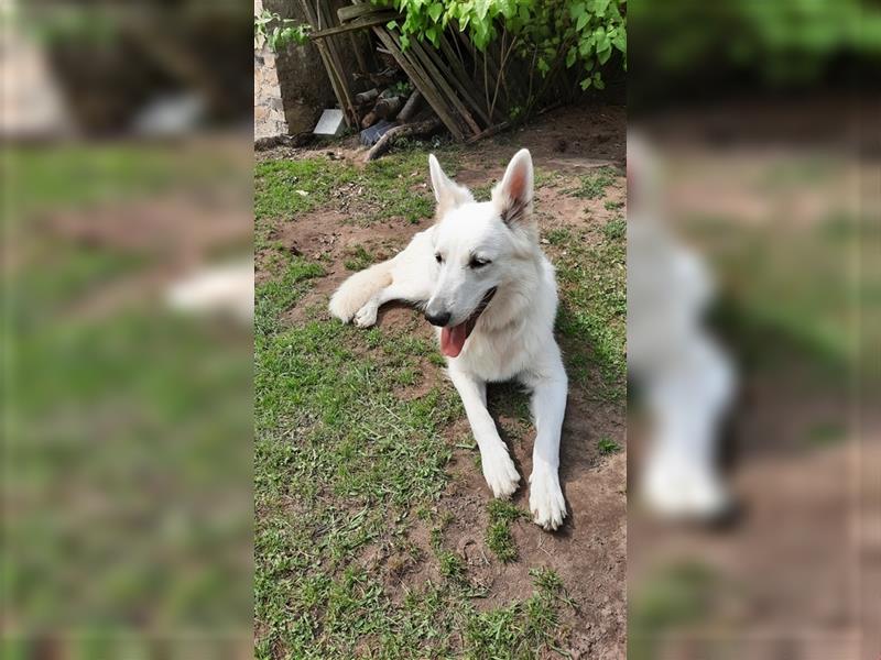 Wolfsspitz / Weißer Schäferhund Mix  Welpen weiblich und männlich